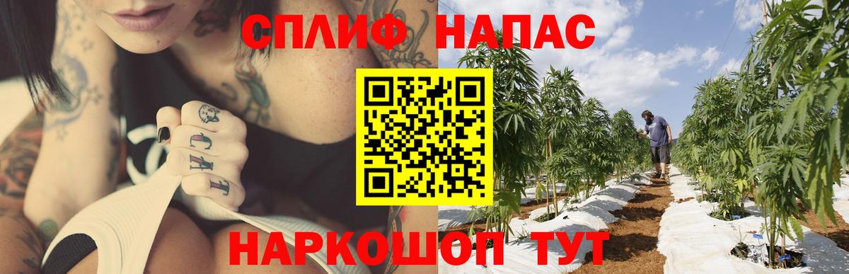 Конопля гибрид Донской